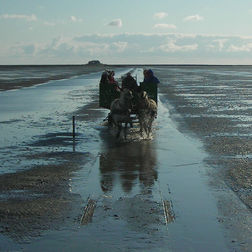 Kutschfahrt zur Hallig SÃ¼dfall