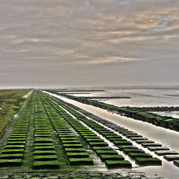 KÃ¼stenschutz auf Hamburger Hallig