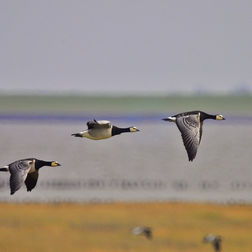 Nonnengänse auf der Hamburger Hallig