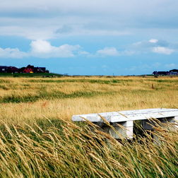 Getreidefelder auf Hallig Hooge