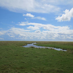 Salzwiesen auf Hallig Langeneß