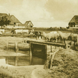 Historische Aufnahme Hallig Oland