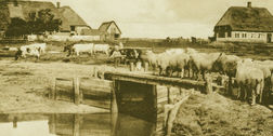 Historische Aufnahme Hallig Oland